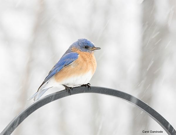 Snowy Bluebird by Carol Dandrade