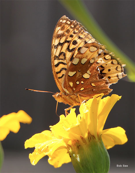 Gentle Face by Christine Catalano